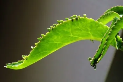 Kalanchoe az orrban gyermek és felnőtt, mint egy csepp, és hogyan lehet egy csepp lé növények
