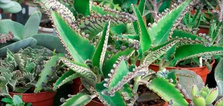 Kalanchoe rhinitis használati utasítást a növény levét kezelésére gyermekek és felnőttek