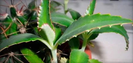 Kalanchoe rhinitis használati utasítást a növény levét kezelésére gyermekek és felnőttek