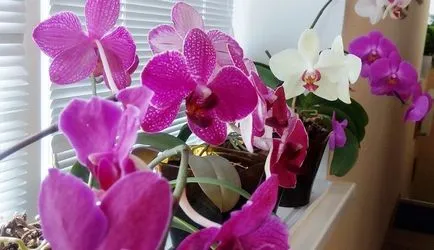Hogyan lehet eljutni virágzik phalaenopsis orchidea otthon