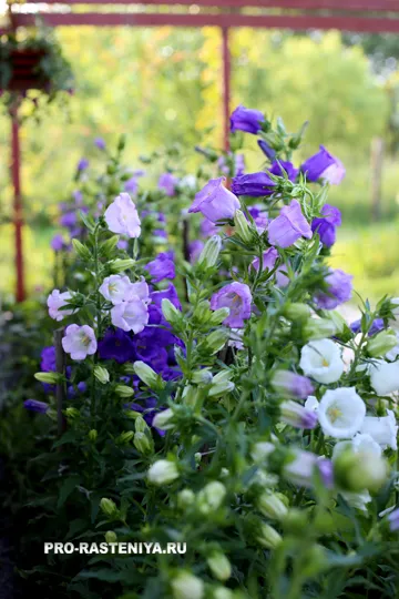 Campanula közepes (Campanula közepes)