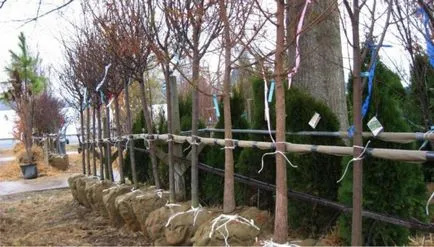 Amikor a tavaszi fákat, hogyan kell fákat tavasszal