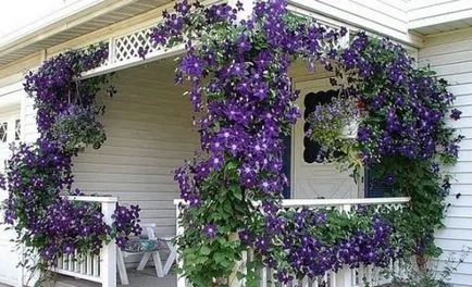 Clematis - ültetés és gondozás a nyílt terepen, mint a kert (telepítési) Clematis - ültetés és gondozás a nyílt terepen, mint a kertben