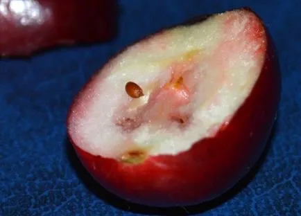 Cranberry kert nőnek a kertben terület az országban, fajták