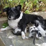 Macska és kutya - örökké együtt (28 fotó) (cat kép) Macska és kutya - örökké együtt (28 fotó)