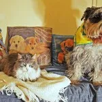 Macska és kutya - örökké együtt (28 fotó) (kote) Macska és kutya - örökké együtt (28 fotó)