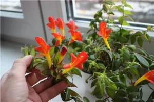 Cserepes kolumneya, ellátás, a szervátültetés és reprodukció az otthoni (ampelnoe) Cserepes kolumneya, ellátás, a szervátültetés és reprodukció az otthoni