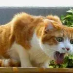 Cat hányadék sárga folyadék, fehér hab, és nem eszik semmit, hasmenése van, mit kell csinálni, és hogyan kell kezelni a (hab) Cat hányadék sárga folyadék, fehér hab, és nem eszik semmit, hasmenése van, mit kell tenni és hogyan kell kezelni