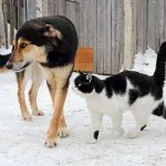 Macska és kutya - örökké együtt (28 fotó) (cat) Macska és kutya - örökké együtt (28 fotó)