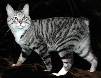 Macskák nélkül farok és bobtail - Manx farkatlan és bobtail bobtail