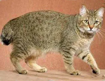 Macskák nélkül farok és bobtail - Manx farkatlan és bobtail bobtail