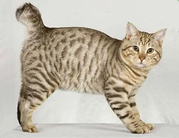 Macskák nélkül farok és bobtail - Manx farkatlan és bobtail bobtail