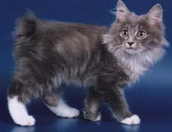 Macskák nélkül farok és bobtail - Manx farkatlan és bobtail bobtail