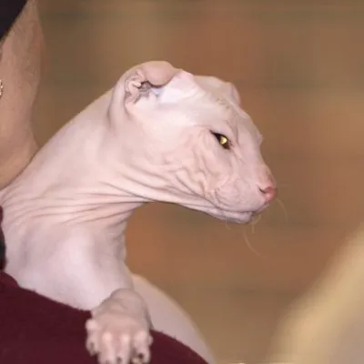 Szőrtelen macskák fajta neve, ára, 10 fényképek, videók