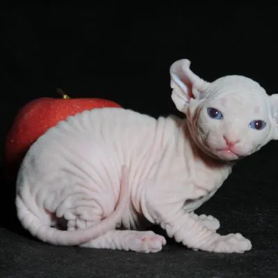 Szőrtelen macskák fajta neve, ára, 10 fényképek, videók