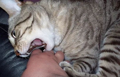 A macska nem tud szülni, mit kell tenni (a macska) A macska nem tud szülni, mit kell tenni