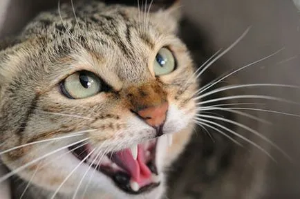 Cat kasztráció után lett agresszív, és megtámadta, mit kell tenni (miután) Cat kasztráció után lett agresszív, és megtámadta, mit kell tenni