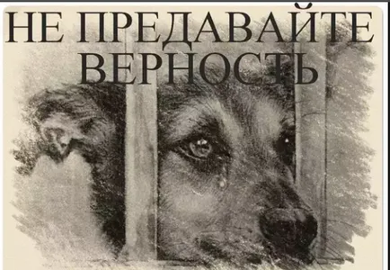 Ki szentelt személy egy macska vagy egy kutya (macska) Ki szentelt személy egy macska vagy kutya