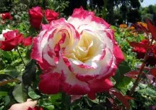 Cinquefoil cserje gondozás és termesztés, hogyan kell vágni és szaporodnak (leírás) Cinquefoil cserje gondozás és termesztés, hogyan kell vágni és szaporodni