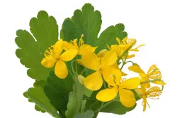 Herbal rákkezelés