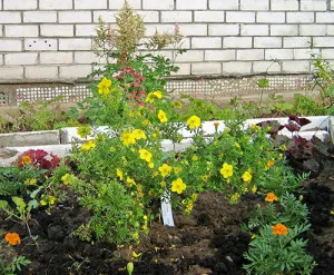 Cinquefoil cserje gondozás és termesztés, hogyan kell vágni és szaporodnak (halmozottan) Cinquefoil cserje gondozás és termesztés, hogyan kell vágni és szaporodni