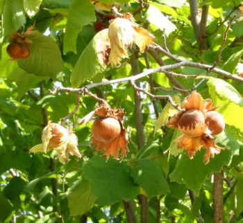 streptococcus kezelése népi jogorvoslat