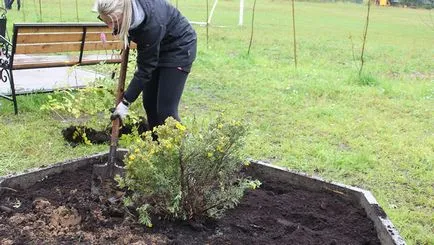 Cinquefoil cserje gondozás és termesztés, hogyan kell vágni és szaporodnak (halmozottan) Cinquefoil cserje gondozás és termesztés, hogyan kell vágni és szaporodni