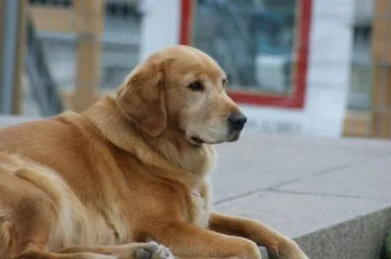 Labrador retriever - mi a különbség fajta leírása, jellege (a különbség) Labrador retriever - mi a különbség fajta leírás, karakter