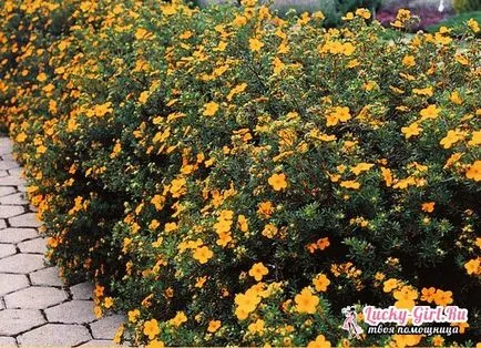 Potentilla Nepál termesztése magvak, különösen a gondozás (mag) Potentilla Nepál termesztése magvak, különösen érdekel