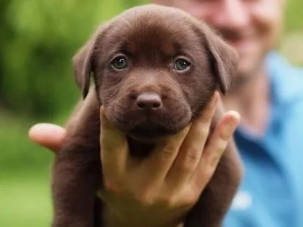 Labrador retriever - mi a különbség fajta leírása, jellege (a különbség) Labrador retriever - mi a különbség fajta leírás, karakter