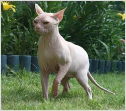 Szőrtelen Cat (szőrtelen macska) fotó, videó, és a nevét a fajta szőrtelen macskák