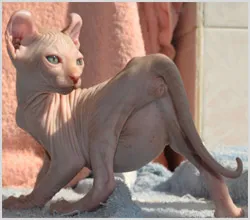 Szőrtelen Cat (szőrtelen macska) fotó, videó, és a nevét a fajta szőrtelen macskák