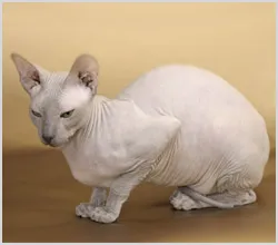 Szőrtelen Cat (szőrtelen macska) fotó, videó, és a nevét a fajta szőrtelen macskák