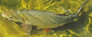Horgászat ide spinning, úszó és feeder