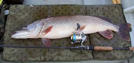Pike csalit - mi csali jobb használni a legjobb felszerelést és horgászcikkek (használt) Pike csalit - mi csali jobb használni a legjobb felszerelés és halászati technika
