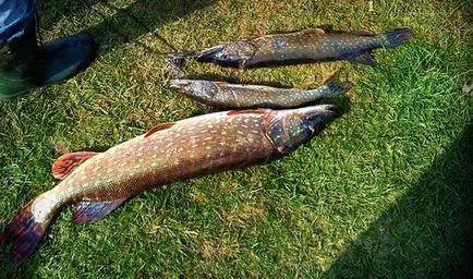 Pike csalit - mi csali jobb használni a legjobb felszerelés és halászati technika (csuka) Pike csalit - mi csali jobb használni a legjobb felszerelés és halászati technika