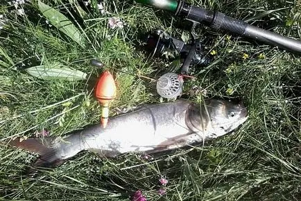Fogása ponty horgászat főleg tavasszal, nyáron és ősszel