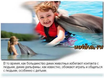 Emberek, miért ölsz delfinek Festival delfin gyilkosságok Dániában (delfinek) Emberek, miért ölsz delfinek Festival delfin gyilkosságok Dániában