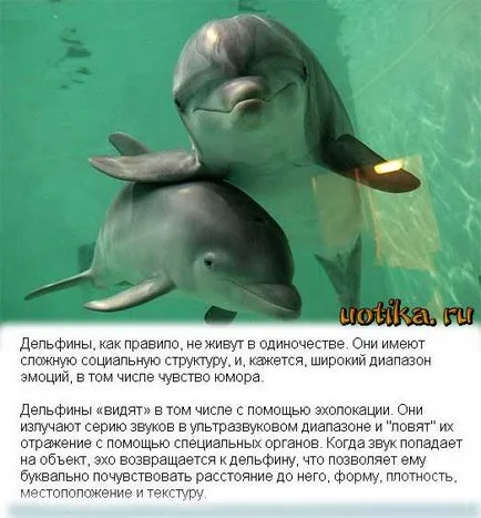 Emberek, miért ölsz delfinek Festival delfin gyilkosságok Dániában (delfinek) Emberek, miért ölsz delfinek Festival delfin gyilkosságok Dániában