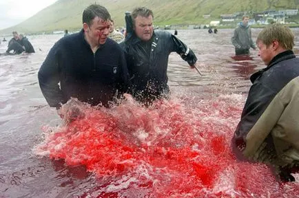 A mészárlás pilóta bálnák Dánia - érdekes tények (gyilkosság) A mészárlás pilóta bálnák Dánia - Érdekességek