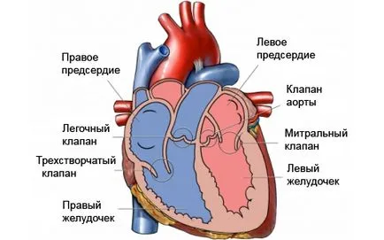 Mitrális - a szerkezet a szív