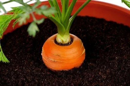 Mini kert lakás, hogyan növekszik zöldségek, fűszernövények, és még eper otthon
