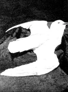 Cook fényképe