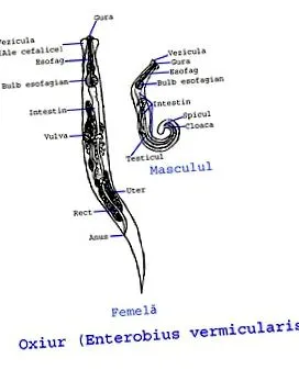 enterobius