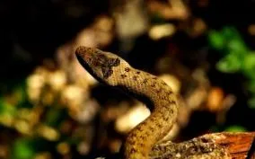 capitalei fauna