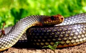 laude fauna