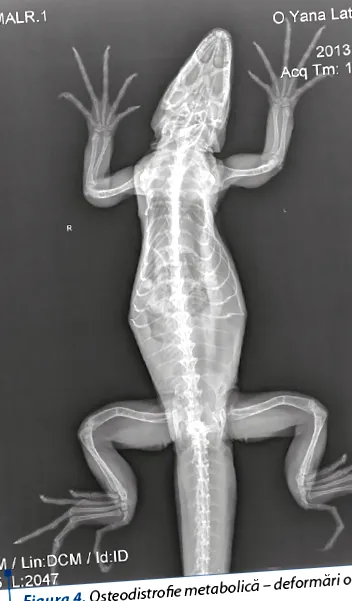 iguanidok