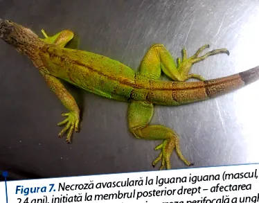 általános