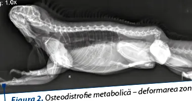 iguanidok