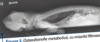 általános